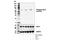 Autophagy Related 13 antibody, 46329S, Cell Signaling Technology, Western Blot image 