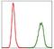 NEDD8 Ubiquitin Like Modifier antibody, GTX60546, GeneTex, Flow Cytometry image 