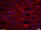 ARC/ARG3.1 antibody, 250481, Abbiotec, Immunohistochemistry paraffin image 