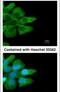 Fc Fragment Of IgG Receptor IIb antibody, PA5-27138, Invitrogen Antibodies, Immunofluorescence image 