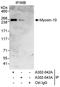 Myosin Heavy Chain 10 antibody, A302-042A, Bethyl Labs, Immunoprecipitation image 