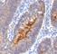Secretory Component antibody, V2104SAF-100UG, NSJ Bioreagents, Immunohistochemistry frozen image 