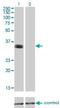 Paired Like Homeobox 2A antibody, H00000401-M01, Novus Biologicals, Western Blot image 