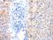 Ankyrin-3 antibody, LS-C402973, Lifespan Biosciences, Immunohistochemistry paraffin image 