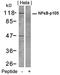 Nuclear Factor Kappa B Subunit 1 antibody, orb14629, Biorbyt, Western Blot image 