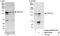 Centrosomal Protein 128 antibody, NBP1-78745, Novus Biologicals, Western Blot image 