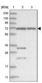 Zinc Finger Protein 674 antibody, NBP1-93452, Novus Biologicals, Western Blot image 
