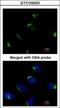 BCL2 Associated Athanogene 1 antibody, GTX102433, GeneTex, Immunocytochemistry image 