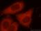 Inhibitor Of Growth Family Member 4 antibody, 16188-1-AP, Proteintech Group, Immunofluorescence image 