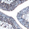 Semaphorin 6C antibody, AF2108, R&D Systems, Immunohistochemistry frozen image 