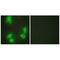 Cyclin Dependent Kinase 5 Regulatory Subunit 1 antibody, A02595, Boster Biological Technology, Immunohistochemistry frozen image 