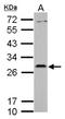 Platelet Activating Factor Acetylhydrolase 1b Catalytic Subunit 2 antibody, NBP2-19677, Novus Biologicals, Western Blot image 