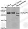 Nucleolar And Spindle Associated Protein 1 antibody, A5981, ABclonal Technology, Western Blot image 