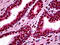 Myocyte Enhancer Factor 2A antibody, 51-759, ProSci, Immunohistochemistry frozen image 