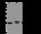 RAB27A, Member RAS Oncogene Family antibody, 201523-T44, Sino Biological, Western Blot image 