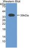 T-kininogen 1 antibody, LS-C714366, Lifespan Biosciences, Western Blot image 