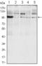 Endoplasmic Reticulum To Nucleus Signaling 1 antibody, M00683, Boster Biological Technology, Western Blot image 
