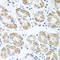 Acid Phosphatase 1 antibody, LS-C408354, Lifespan Biosciences, Immunohistochemistry frozen image 