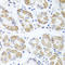 Acid Phosphatase antibody, LS-C408354, Lifespan Biosciences, Immunohistochemistry frozen image 