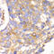 Calpain Small Subunit 1 antibody, 22-296, ProSci, Immunohistochemistry frozen image 