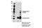 RAD18 E3 Ubiquitin Protein Ligase antibody, 14978S, Cell Signaling Technology, Immunoprecipitation image 