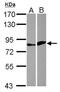 E74 Like ETS Transcription Factor 4 antibody, NBP2-16314, Novus Biologicals, Western Blot image 