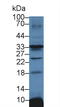 ATPase Na+/K+ Transporting Subunit Beta 3 antibody, LS-C314597, Lifespan Biosciences, Western Blot image 