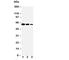 CD40 Molecule antibody, R30192, NSJ Bioreagents, Western Blot image 