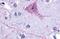 Tachykinin Receptor 3 antibody, MBS243070, MyBioSource, Immunohistochemistry frozen image 