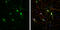 Hyperpolarization Activated Cyclic Nucleotide Gated Potassium Channel 1 antibody, GTX131334, GeneTex, Immunofluorescence image 