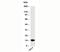 Small ubiquitin-related modifier 3 antibody, 33-204, ProSci, Western Blot image 