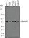 Ran GTPase Activating Protein 1 antibody, AF7834, R&D Systems, Western Blot image 