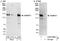 Autophagy And Beclin 1 Regulator 1 antibody, A302-568A, Bethyl Labs, Western Blot image 