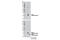 SIVA1 Apoptosis Inducing Factor antibody, 12532S, Cell Signaling Technology, Western Blot image 