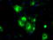 GDH antibody, LS-C115273, Lifespan Biosciences, Immunofluorescence image 