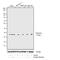 Histone Cluster 4 H4 antibody, 701778, Invitrogen Antibodies, Western Blot image 
