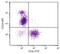 CD24 Molecule antibody, 98-694, ProSci, Western Blot image 