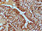 Phosphatase And Actin Regulator 1 antibody, CSB-PA017880LA01HU, Cusabio, Immunohistochemistry frozen image 