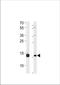 Small Ubiquitin Like Modifier 3 antibody, TA324505, Origene, Western Blot image 