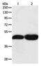 Tektin 1 antibody, PA5-49712, Invitrogen Antibodies, Western Blot image 