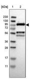 Cell Division Cycle 5 Like antibody, PA5-52823, Invitrogen Antibodies, Western Blot image 