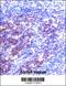 Synaptosome Associated Protein 23 antibody, 57-840, ProSci, Immunohistochemistry frozen image 