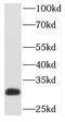 Platelet Activating Factor Acetylhydrolase 1b Catalytic Subunit 2 antibody, FNab06108, FineTest, Western Blot image 