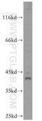 Cpbp antibody, 14716-1-AP, Proteintech Group, Western Blot image 