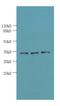 OTU Domain Containing 6B antibody, A60146-100, Epigentek, Western Blot image 