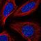 TERF1 Interacting Nuclear Factor 2 antibody, NBP2-55709, Novus Biologicals, Immunocytochemistry image 