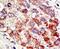 Cbl Proto-Oncogene C antibody, PA5-11355, Invitrogen Antibodies, Immunohistochemistry frozen image 
