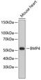 Bone Morphogenetic Protein 4 antibody, 14-193, ProSci, Western Blot image 