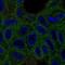 Vitamin K Epoxide Reductase Complex Subunit 1 antibody, PA5-60093, Invitrogen Antibodies, Immunofluorescence image 