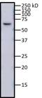 Heterogeneous nuclear ribonucleoprotein K antibody, MA1-087, Invitrogen Antibodies, Western Blot image 